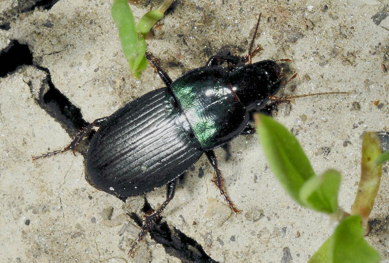 Harpalus dimidiatus, Carabidae